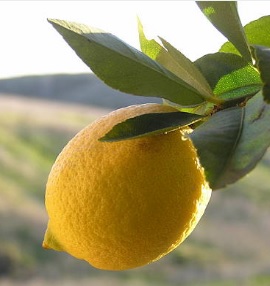 Citron-de-Menton